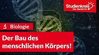 Der Bau des menschlichen Körpers! | Biologie verstehen mit dem Studienkreis