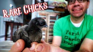 These FREAKY Ayam Cemani Chickens HATCHED! [Hatching Rare Eggs]