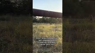 Watch Buffalo released onto Native Texas land #indigenous #Bison #sustainableranching #buffalovideo