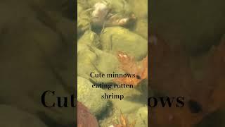 Cute minnows eating rotten shrimp