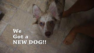 WE GOT A NEW DOG! | A little Lexi DeYoung | Time To Start Cutting??