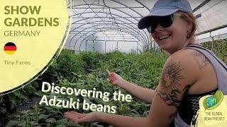 Discovering the Adzuki Beans (August) – Tiny Farms  #8 | Global Bean Show Gardens