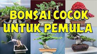 7 BONSAI YANG COCOK UNTUK PEMULA