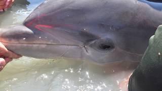 Sarasota Dolphin Research Program at Mote Marine | Herald-Tribune