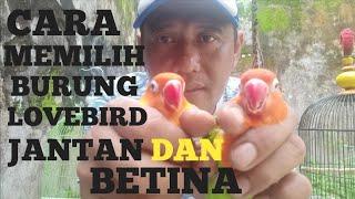 CARA MEMBEDAKAN JENIS KELAMIN  LOVEBIRD JANTAN & BETINA BAIK DAN  BENAR