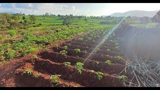 We couldn't resist pausing to appreciate the well-tended tomato and maize farms.