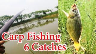 Carp Fishing | Wheat Flour Fishing Bait | Carp Bait | Carp Fishing In India | Village Fishing