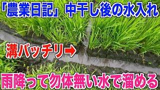 【中干し終了】勿体無い雨水で田んぼに水を溜めました 30代米作り奮闘記#389