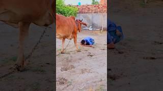 Jai gau Mata Jai shree Krishna   #youtube #shorts #viral #trending #short #love #reels #subscribe