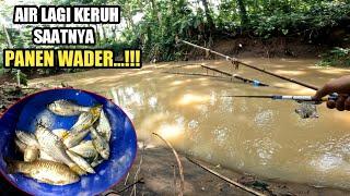 SAAT AIR KERUH SEPERTI INI KITA BISA PANEN WADER ‼️ Mancing Ikan Wader Pakai Umpan Maggot Bsf