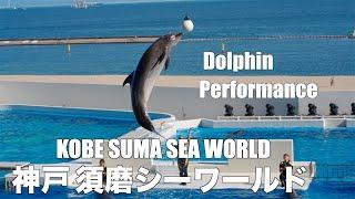 【4K HDR】神戸須磨シーワールド ドルフィンパフォーマンス / KOBE SUMA SEA WORLD Dolphin Performance