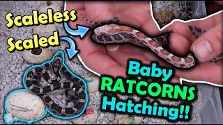 Baby Scaleless Snakes Hatching!!