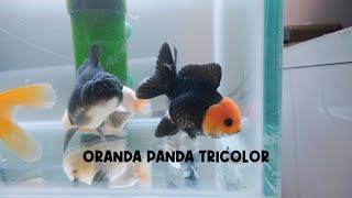 Unboxing Ikan Mas Koki Oranda Panda Tricolor