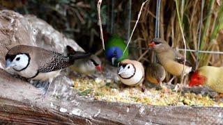 The natural behavior of FINCHES 