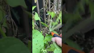 Pruning Basil #shorts #garden #subscribe