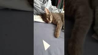 Когда лень идти на работу #relax #cool