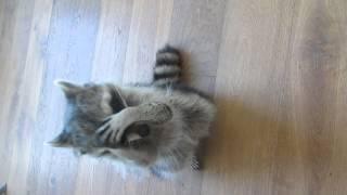 Melanie Raccoon doing somersaults/tricks