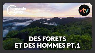 Forêts tropicales : Un monde caché aux mille secrets - Des Forets et Des Hommes