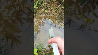 New Primitive Technology FISH TRAP with Fishing SR #short