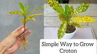 How to plant croton from cuttings in simple method