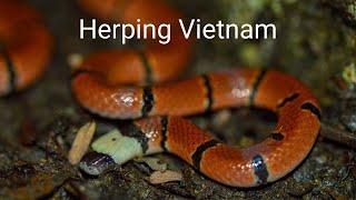 Herping Vietnam - Rarely Seen Coral Snakes and Pit Vipers