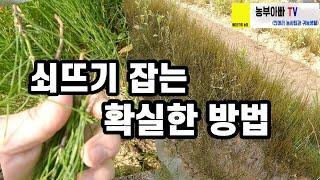 쇠뜨기 잡는 확실한 방법. 제초제 선택 그리고 배합법