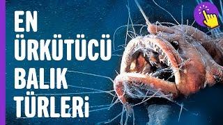 En ürkütücü balık türleri | İlginç bilgiler | Aklında olsun