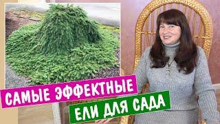 10 самых ЭФФЕКТНЫХ ЕЛЕЙ для сада! + зимостойкие и неприхотливые!