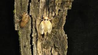 Periodical Cicada - Adult of Magicicada cassini emerging using time-lapse video.