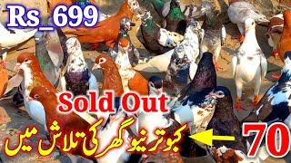 70 Pigeons looking For a New Home |  Kabootar Bazi | ForSale Pigeons |