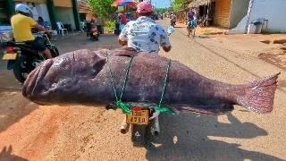 Wow! Giant Grouper Fish Cutting at the Vibrant Village Street Market