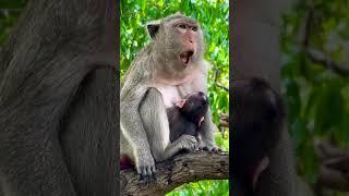 #Animakey #mom&baby#lovelymonkey#babysocute#viral#animals#youtube#shorts#like#Subscribe#