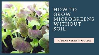 How To Grow Microgreens at Home Without Soil Martys Garden Style