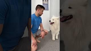 Bye bye mom  #fun #comedy #dog #dogparents #samoyed