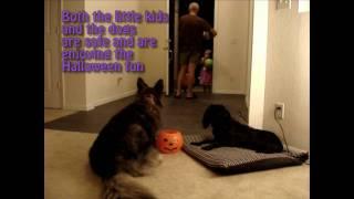 Halloween with dogs: Halloween dog manners, real world obedience training and safety