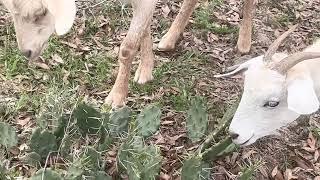 Goat Eating Cactus