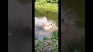 Horse swimming goes wrong! #horse #horselover #equestrian #swimming #swimminghorses #fail #horsefail