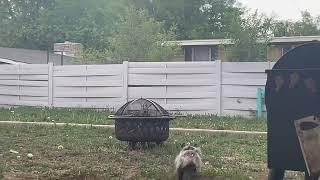 Cairn Terrier’s SQUIRREL instincts are in-tune. (Name: Truffles)