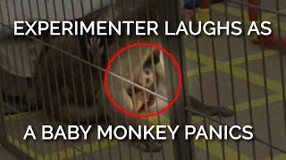 This baby monkey's panicked screams were met with an experimenter’s heartless laughter 