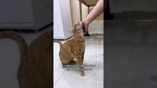 Просто мило=). Ветклиника "Косточка"