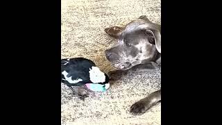 A playful Staffy and her best friend Molly the barking magpie love to play @peggyandmolly8847