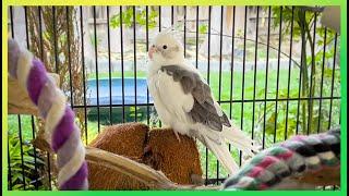 Cockatiels Playing in Sunlight The Bird Sanctuary | 2.5hrs of Songs & Fun