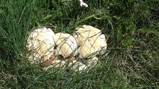 Wiesenpilze # Meadow mushrooms # Teil / Part 2 # 1.8.2020