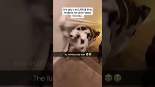 Each dog has a different way of getting down the stairs  #funnyvideos #dog #shortvideo#cat