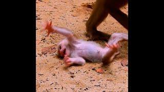 baby monkey super crying angry mom!