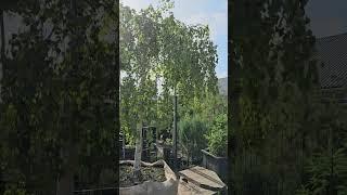 Береза Юнги #крупномеры #березаЮнги #купить крупномеры