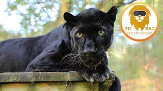 Beautiful Black Leopard in 3D 180VR!