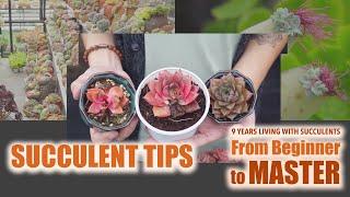 All Succulent Tips - From Beginner to Master | 9 Years Living with Succulents