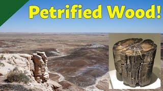 A Brief Guide to the History and Culture of Petrified Forest National Park