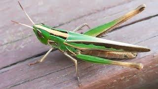 Admirable grasshopper jumping away after resting